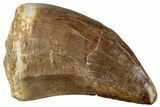 Fossil Mosasaur (Mosasaurus) Tooth - Morocco #259971-1